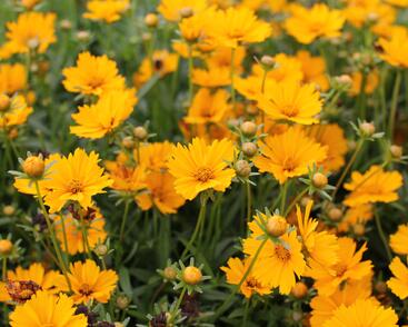 Krásnoočko 'Limoncello Golden'