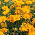 Coreopsis auriculata 'Limoncello Golden'.JPG