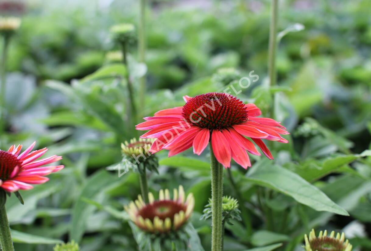 Třapatkovka nachová 'Papallo Classic Dragon Fruit' - Echinacea purpurea 'Papallo Classic Dragon Fruit'