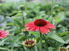 Třapatkovka nachová 'Papallo Classic Dragon Fruit' - Echinacea purpurea 'Papallo Classic Dragon Fruit'
