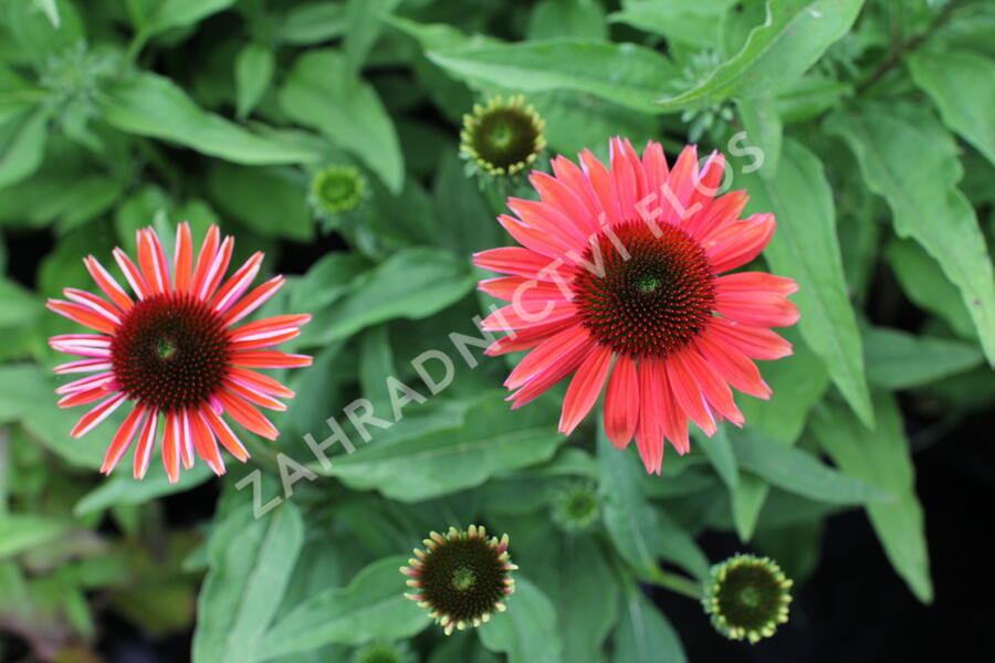 Třapatkovka nachová 'Papallo Classic Dragon Fruit' - Echinacea purpurea 'Papallo Classic Dragon Fruit'