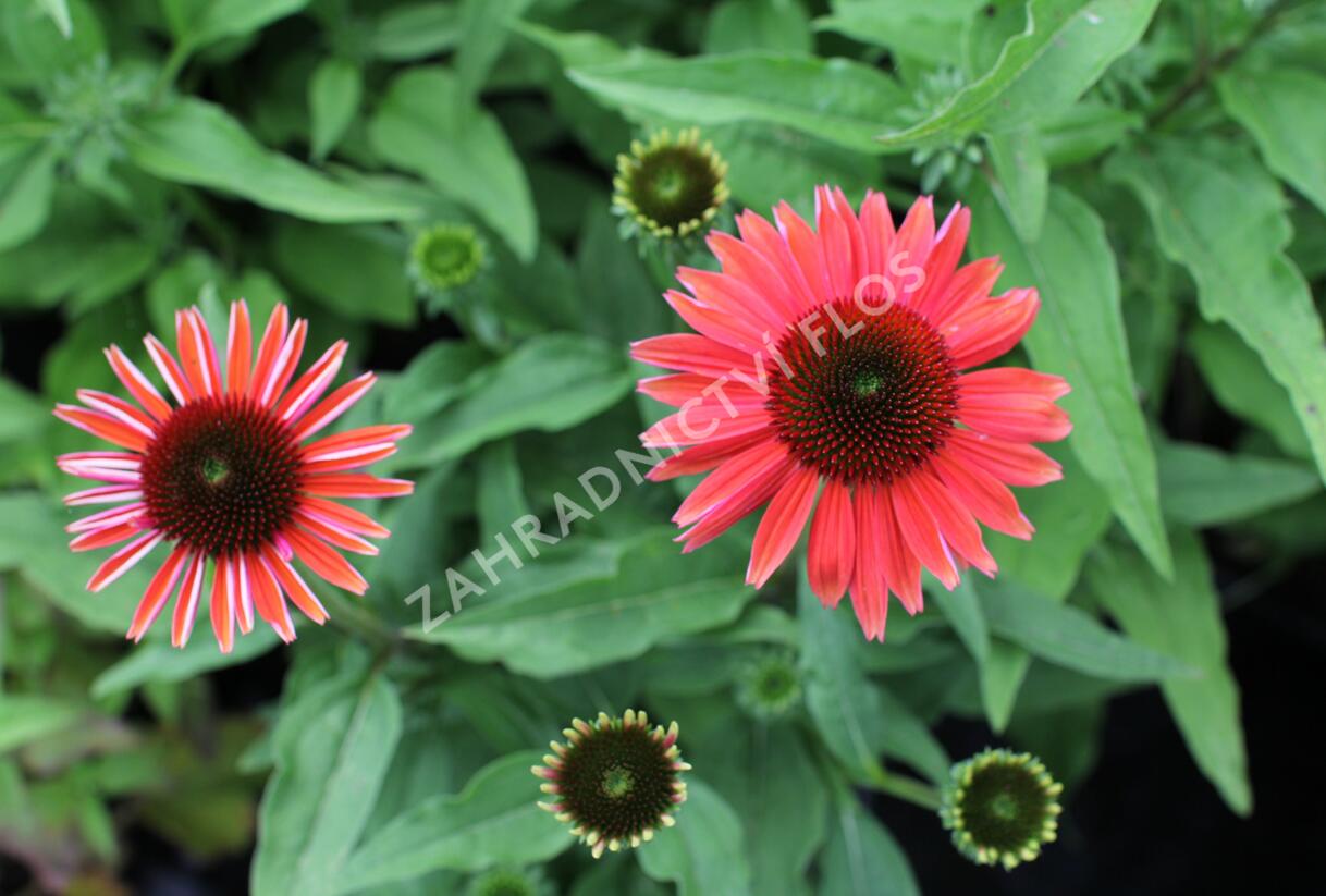 Třapatkovka nachová 'Papallo Classic Dragon Fruit' - Echinacea purpurea 'Papallo Classic Dragon Fruit'
