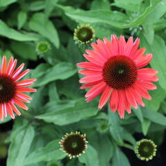 Třapatkovka nachová 'Papallo Classic Dragon Fruit' - Echinacea purpurea 'Papallo Classic Dragon Fruit'