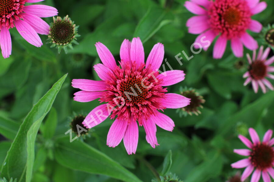 Třapatkovka nachová 'Papallo Semi Double Pink' - Echinacea purpurea 'Papallo Semi Double Pink'