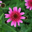 Třapatkovka nachová 'Papallo Semi Double Pink' - Echinacea purpurea 'Papallo Semi Double Pink'