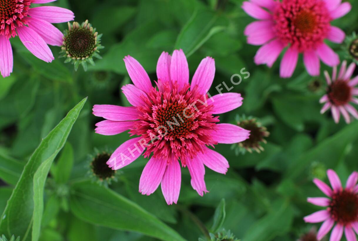 Třapatkovka nachová 'Papallo Semi Double Pink' - Echinacea purpurea 'Papallo Semi Double Pink'
