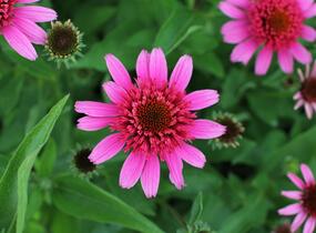 Třapatkovka nachová 'Papallo Semi Double Pink' - Echinacea purpurea 'Papallo Semi Double Pink'