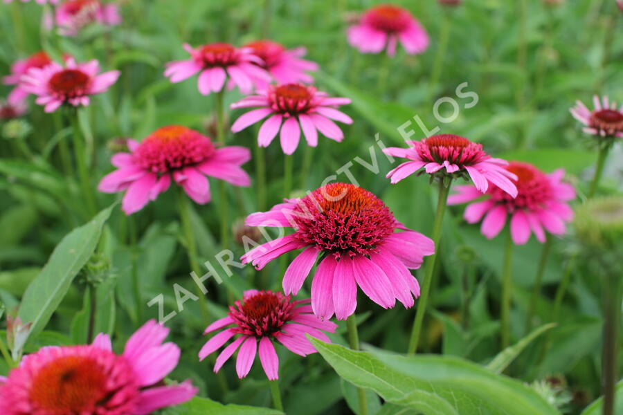 Třapatkovka nachová 'Papallo Semi Double Pink' - Echinacea purpurea 'Papallo Semi Double Pink'