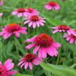 Třapatkovka nachová 'Papallo Semi Double Pink' - Echinacea purpurea 'Papallo Semi Double Pink'