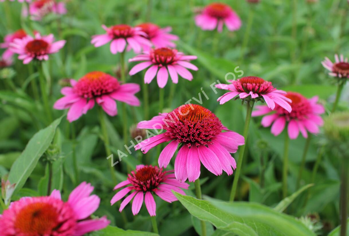 Třapatkovka nachová 'Papallo Semi Double Pink' - Echinacea purpurea 'Papallo Semi Double Pink'