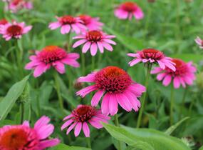 Třapatkovka nachová 'Papallo Semi Double Pink' - Echinacea purpurea 'Papallo Semi Double Pink'