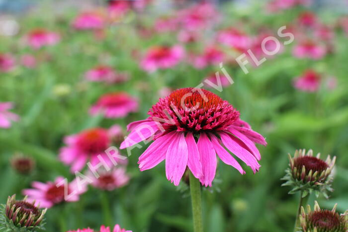 Třapatkovka nachová 'Papallo Semi Double Pink' - Echinacea purpurea 'Papallo Semi Double Pink'