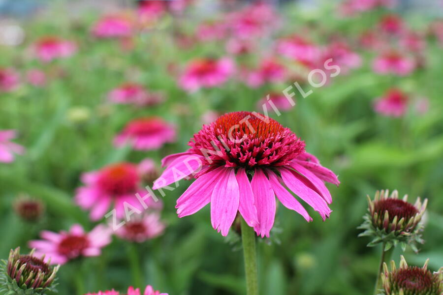Třapatkovka nachová 'Papallo Semi Double Pink' - Echinacea purpurea 'Papallo Semi Double Pink'