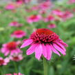 Třapatkovka nachová 'Papallo Semi Double Pink' - Echinacea purpurea 'Papallo Semi Double Pink'
