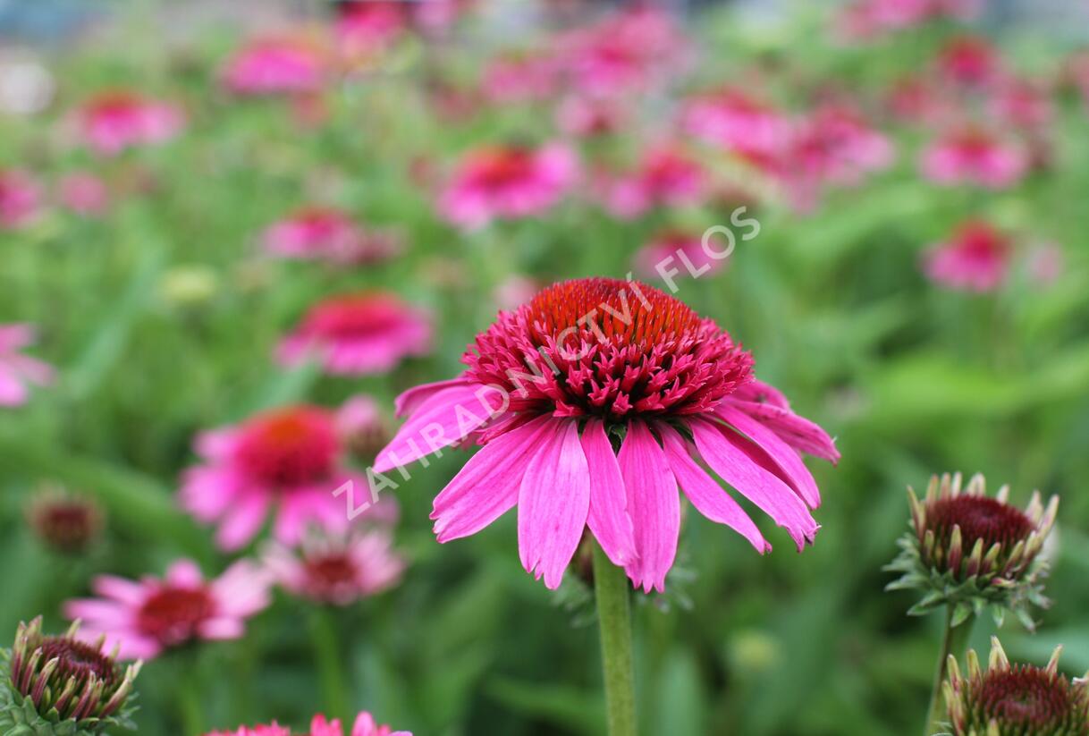 Třapatkovka nachová 'Papallo Semi Double Pink' - Echinacea purpurea 'Papallo Semi Double Pink'