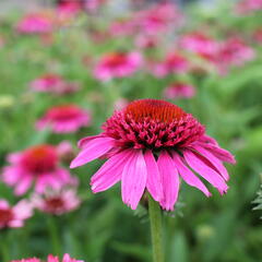 Třapatkovka nachová 'Papallo Semi Double Pink' - Echinacea purpurea 'Papallo Semi Double Pink'
