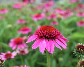 Třapatkovka nachová 'Papallo Semi Double Pink'