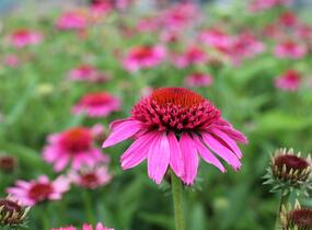 Třapatkovka nachová 'Papallo Semi Double Pink' - Echinacea purpurea 'Papallo Semi Double Pink'