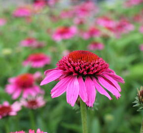 Třapatkovka nachová 'Papallo Semi Double Pink' - Echinacea purpurea 'Papallo Semi Double Pink'