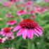 Echinacea purpurea 'Papallo Semi Double Pink'.JPG