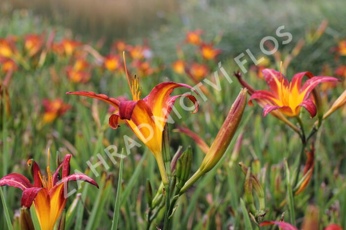 Denivka 'Autumn Red' - Hemerocallis 'Autumn Red'
