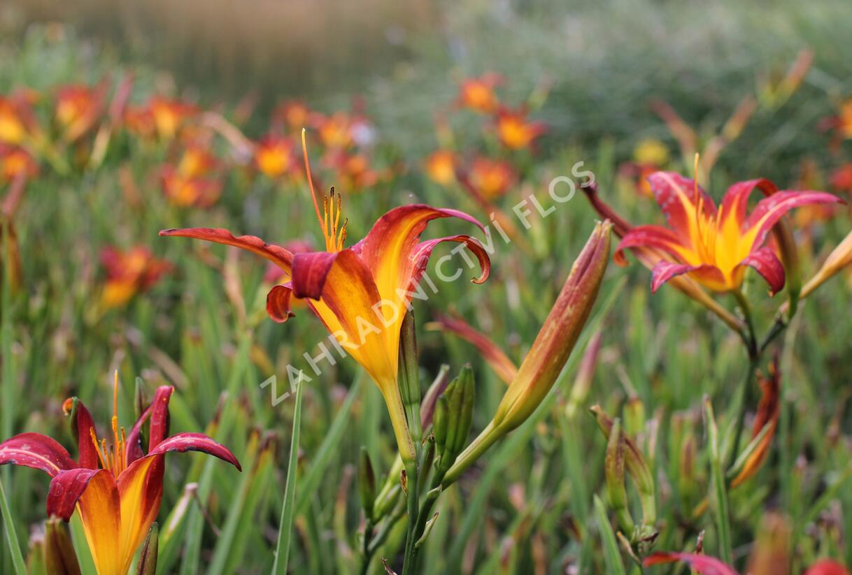 Denivka 'Autumn Red' - Hemerocallis 'Autumn Red'