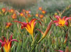 Denivka 'Autumn Red' - Hemerocallis 'Autumn Red'
