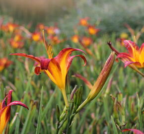 Denivka 'Autumn Red' - Hemerocallis 'Autumn Red'