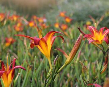 Denivka 'Autumn Red'