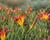 Denivka 'Autumn Red'
