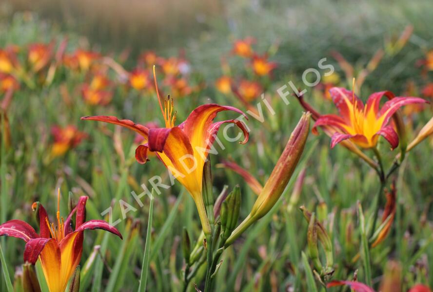 Denivka 'Autumn Red' - Hemerocallis 'Autumn Red'