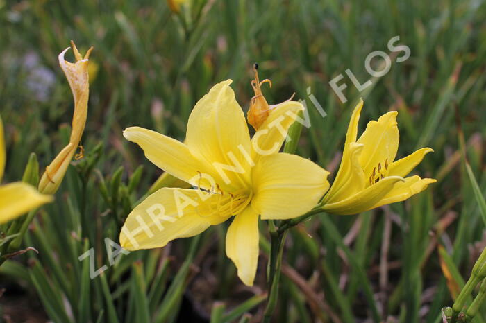 Denivka 'Cream Drop' - Hemerocallis 'Cream Drop'
