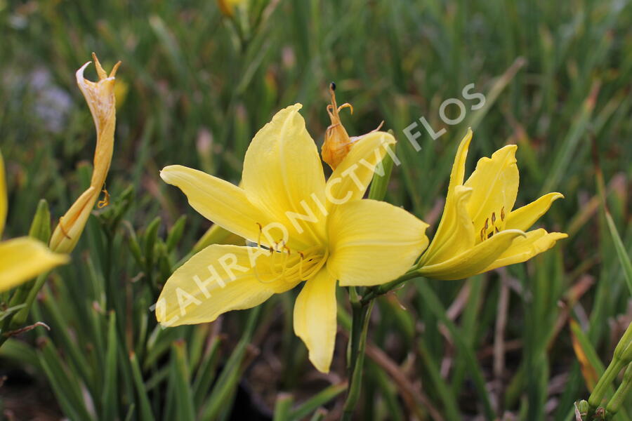Denivka 'Cream Drop' - Hemerocallis 'Cream Drop'