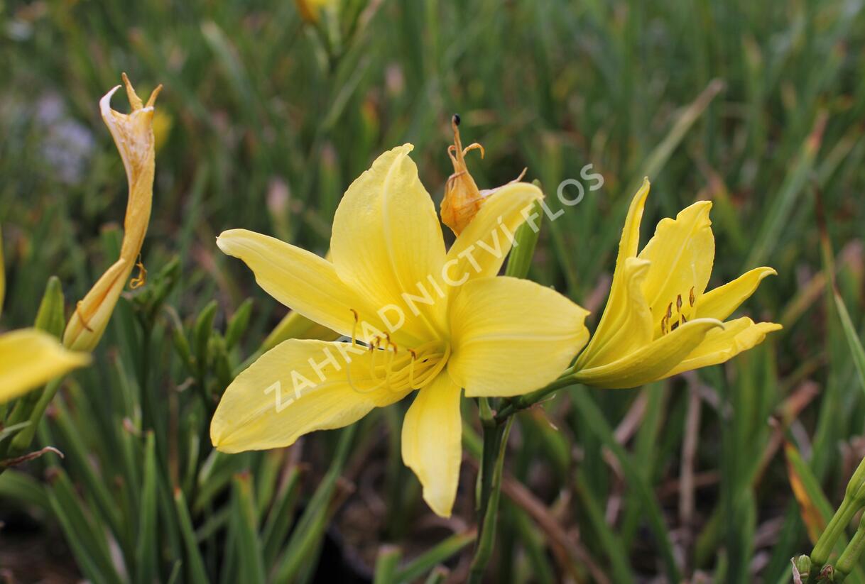 Denivka 'Cream Drop' - Hemerocallis 'Cream Drop'