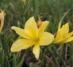 Denivka 'Cream Drop' - Hemerocallis 'Cream Drop'
