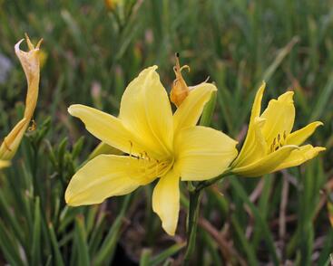 Denivka 'Cream Drop'