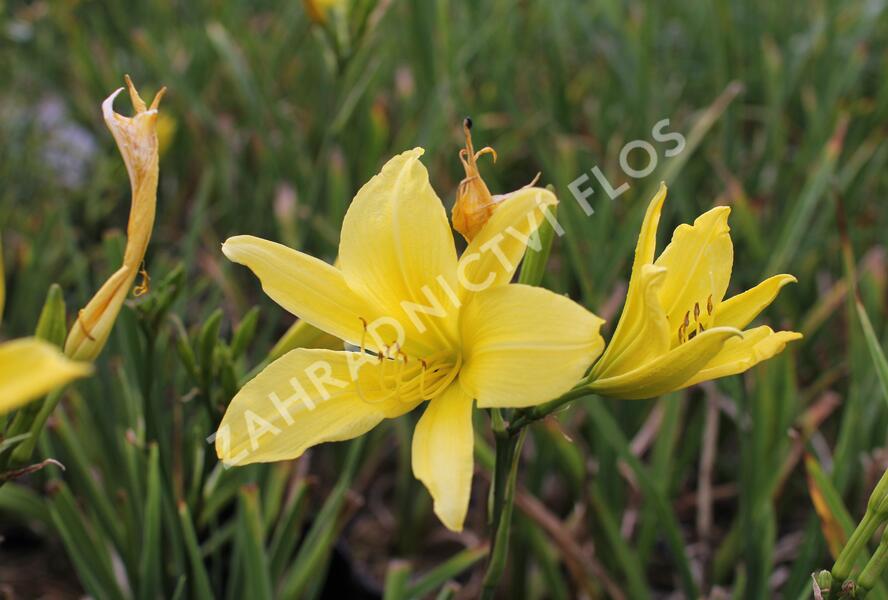 Denivka 'Cream Drop' - Hemerocallis 'Cream Drop'
