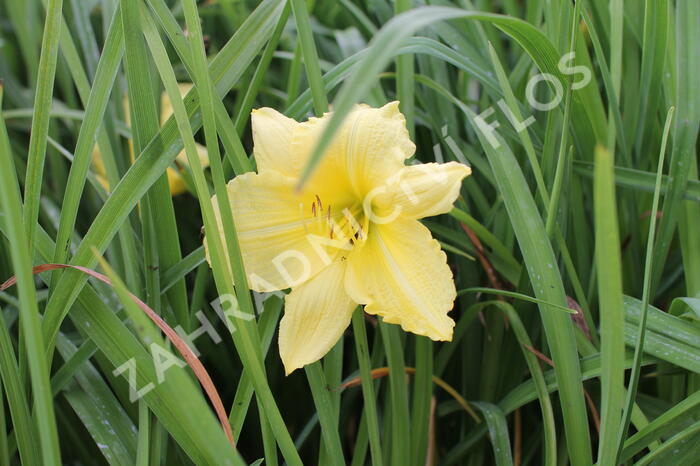 Denivka 'Big Time Happy' - Hemerocallis 'Big Time Happy'