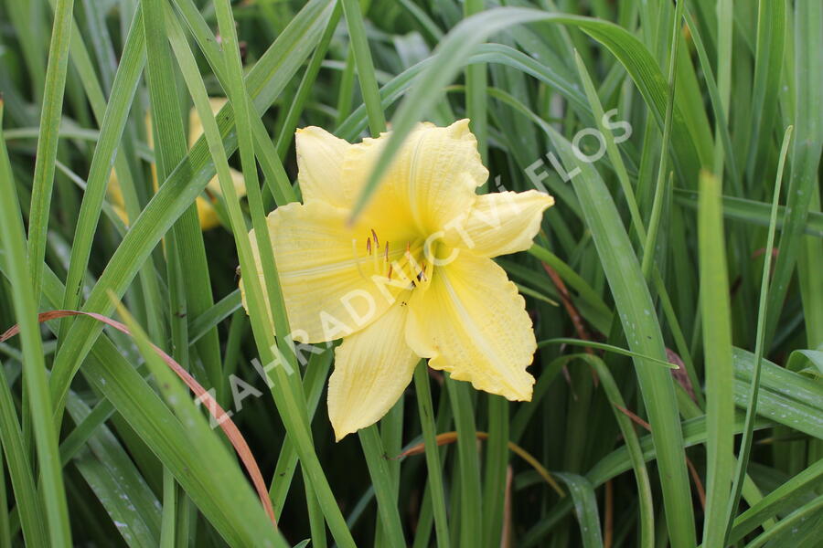 Denivka 'Big Time Happy' - Hemerocallis 'Big Time Happy'