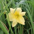 Denivka 'Big Time Happy' - Hemerocallis 'Big Time Happy'