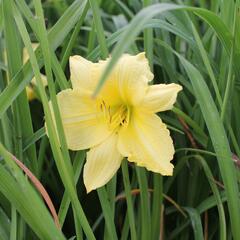 Denivka 'Big Time Happy' - Hemerocallis 'Big Time Happy'