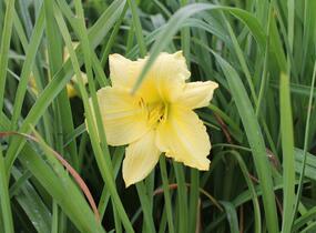 Denivka 'Big Time Happy' - Hemerocallis 'Big Time Happy'
