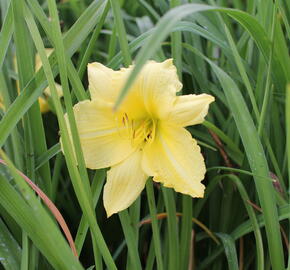 Denivka 'Big Time Happy' - Hemerocallis 'Big Time Happy'