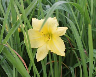 Denivka 'Big Time Happy'