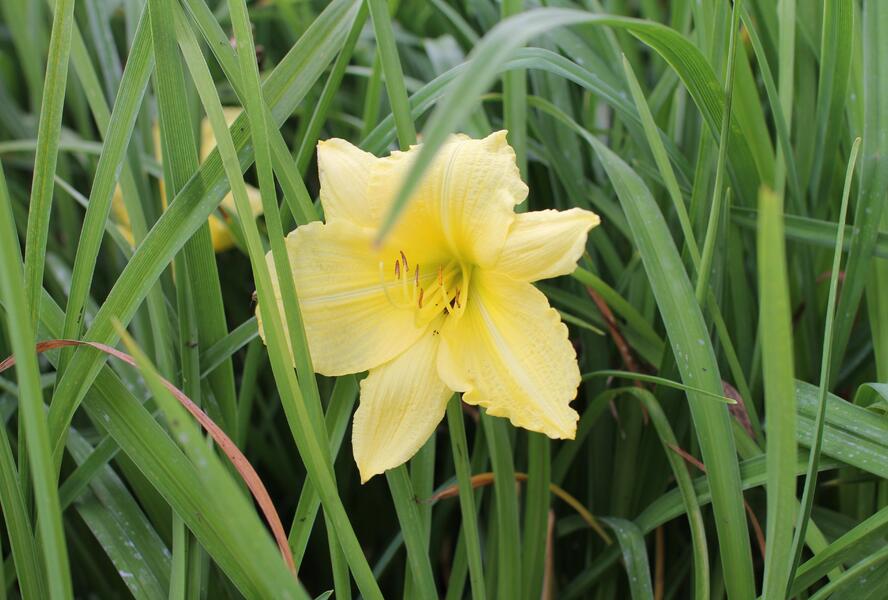 Denivka 'Big Time Happy' - Hemerocallis 'Big Time Happy'