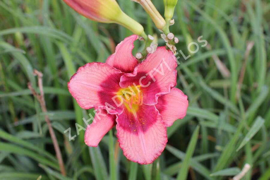 Denivka 'Dan Mahony' - Hemerocallis 'Dan Mahony'