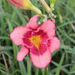 Denivka 'Dan Mahony' - Hemerocallis 'Dan Mahony'