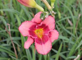 Denivka 'Dan Mahony' - Hemerocallis 'Dan Mahony'
