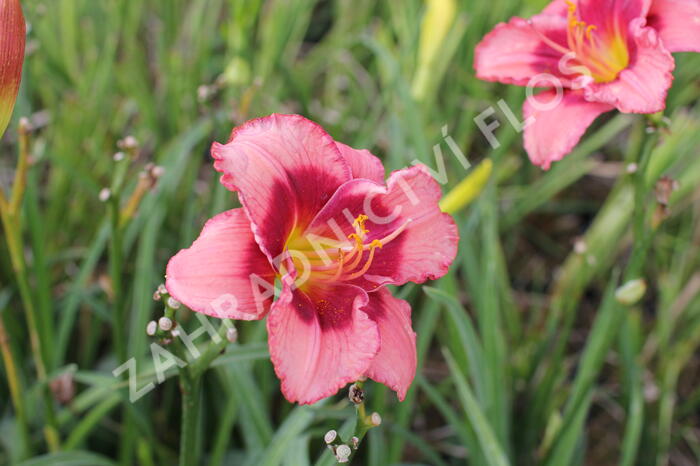 Denivka 'Dan Mahony' - Hemerocallis 'Dan Mahony'