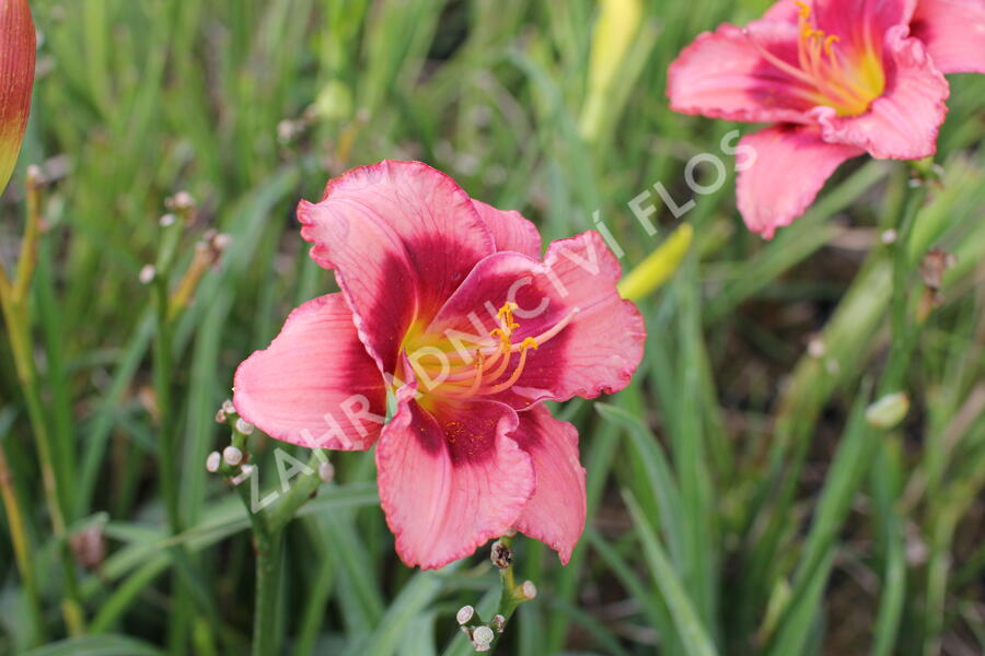 Denivka 'Dan Mahony' - Hemerocallis 'Dan Mahony'